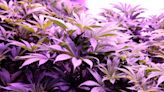 Police raid 3rd illegal marijuana grow house in small Maine town