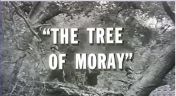 26. The Tree of Moray