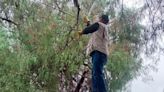 Ramas de árbol obstruyen una vialidad en SGS