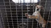 New Texas law bars animal cruelty offenders from owning animals for five years