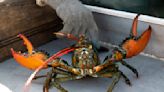 Young lobsters show decline off New England, and fishermen will see new rules as a result