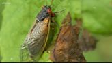 Cicadas and locusts: Are they different?