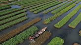 Bangladesh farmers revive floating farms to fight climate crisis