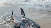 Eight-foot-long shark washes up on Long Island beach in latest New York shark sighting