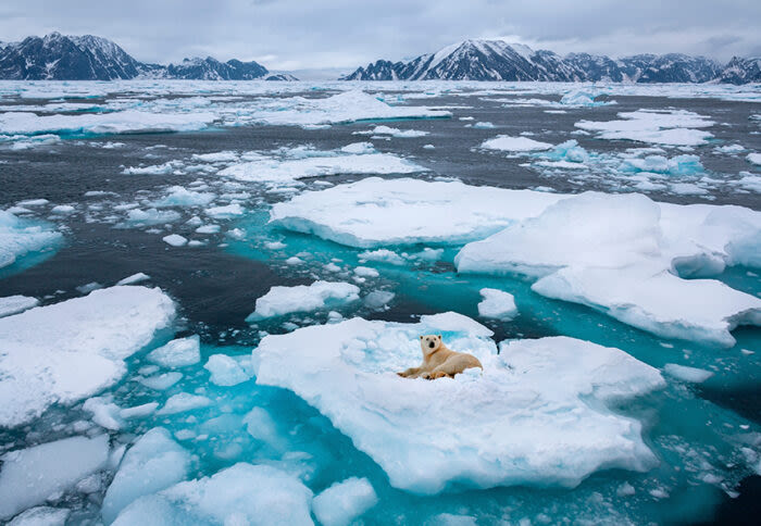 Polar Bear Boom May Threaten Greenland Adventurers