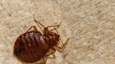 10 Bugs That Look Like Bed Bugs, But Definitely Aren't