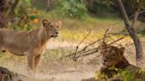 On safari in India’s wild west – the last home of the Asiatic Lion