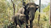 Elephants In India Get Revenge On Man Involved In Death Of Calf