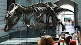 T. Rex Pulled From Auction After Skeleton Raised Questions