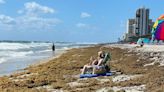 Seaweed mass expands, reaches record tonnage. Messy Florida beaches ‘inevitable’