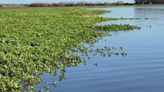 More than half of Delta’s plant life ‘invasive’