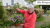 Take £300 health and safety course before installing hanging baskets, council tells volunteers