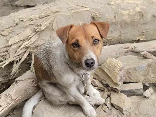 花蓮強震搜救犬建功 基隆擬成立搜救犬隊強化救災能量