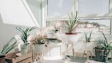 15 Apartment Plants for Your Perfect Indoor Oasis