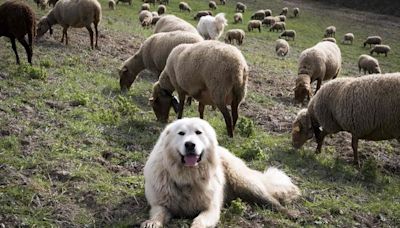 Isère : Attaquée par des patous, ces chiens de protection des troupeaux, une randonneuse secourue en hélicoptère