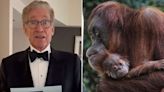 Maury Povich Helps Denver Zoo Announce the Paternity of Baby Orangutan: ‘You Are the Father!’