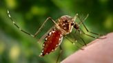 International scientists propose additions to dengue virus classification system