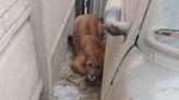 Terror en Necochea: una mujer encontró un puma en el garage de su casa