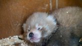 Red Panda Gives Birth to 'Miracle' Cub Nicknamed 'Little Red' After Death of Partner