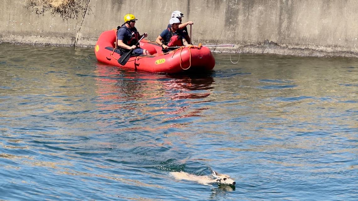 Sacramento firefighters rescue deer swimming in canal near Mather