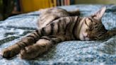 Cat Twitching in Sleep: Vets Reveal What Those Cute Kitty Movements Mean