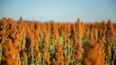 What Is Sorghum?