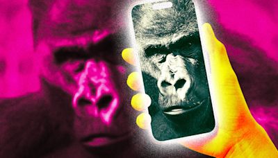 Zoos Concerned as Gorillas Become Hooked on Smartphone Videos