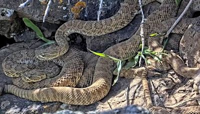 Now you can watch hundreds of rattlesnakes in a ‘mega-den’ – from the safety of your computer