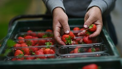 Branche: Früchte für Konfitüren und Konserven "knapp wie nie"