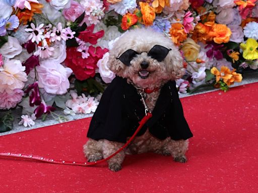 PHOTOS: 2024 Pet Gala in NYC