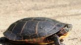 DEC to drivers: ‘Give turtles a brake’