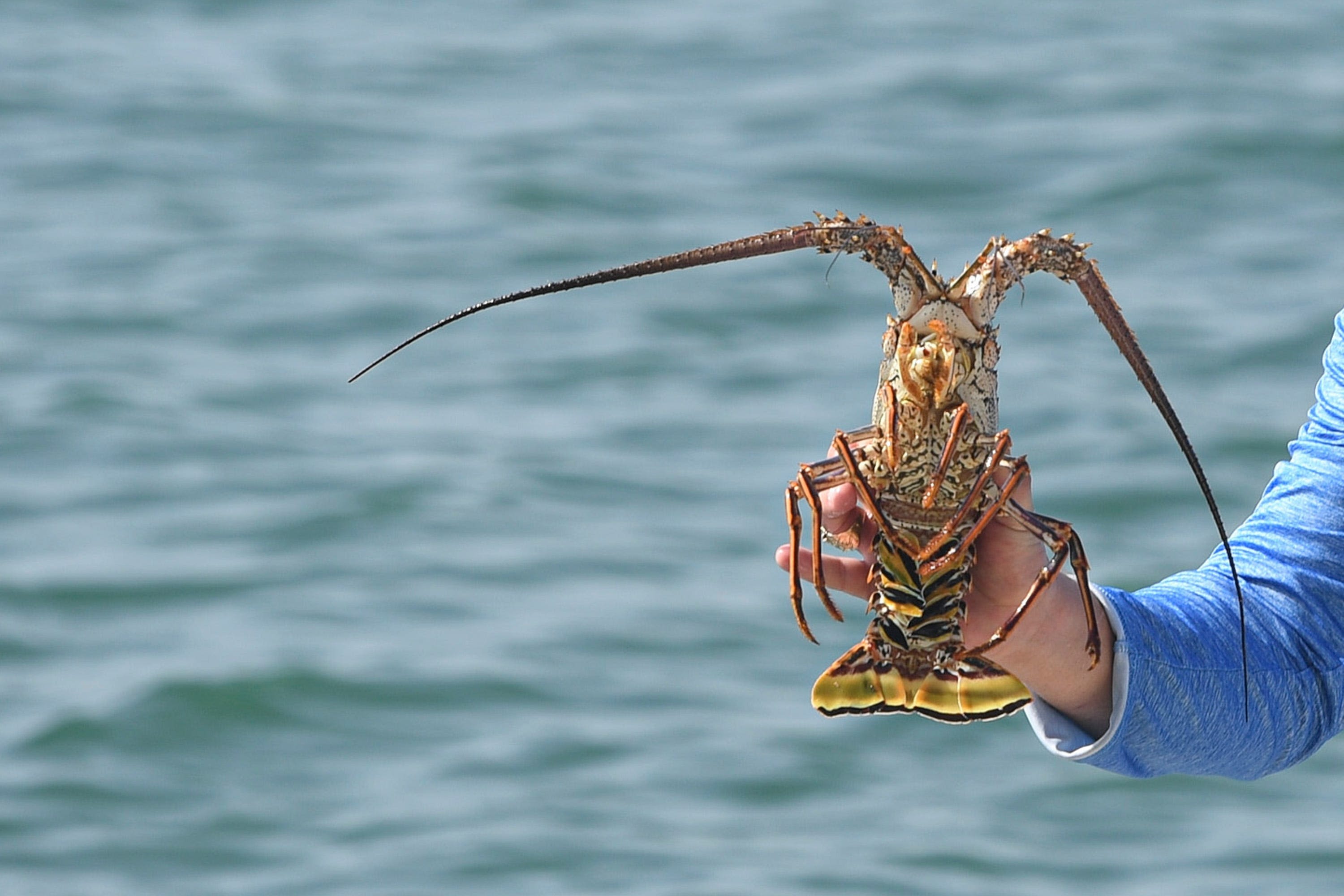An extra day to harvest spiny lobsters is coming to Florida. Here's what to know