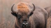 Man Arrested in Idaho After Kicking Bison in the Leg Sparks Outrage