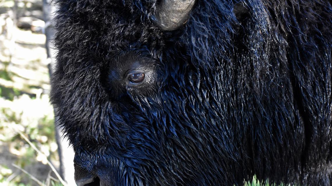Yellowstone bison gores 83-year-old woman, lifts her off the ground