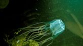 A species of jellyfish carrying one of the most deadly venoms in the world is capable of learning despite not having a brain, new research shows