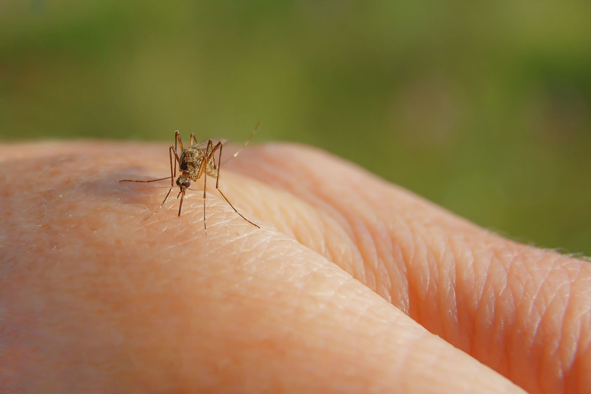 How to protect against West Nile Virus in Midland County