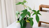 How to Grow and Care for Philodendron 'Florida Green'