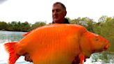 【影】英國男子幸運釣到超巨大「金魚」 重達30公斤可望打破世界紀錄