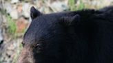 Black bear swats woman, seriously injuring her near Minnesota cabin, officials say