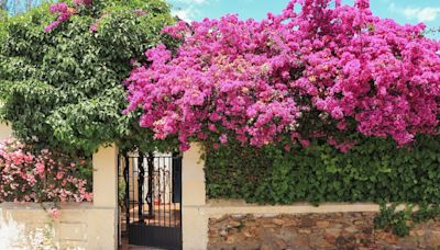 ¿Sabes cómo elegir las mejores plantas trepadoras para tu jardín en verano?