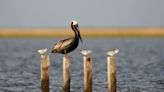 Peligra el icónico pelícano marrón, ave oficial de Luisiana