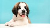 Emaciated St. Bernard Puppy Dies, Shelter Looking For Answers