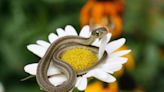 5 Mistakes That Are Attracting Snakes to Your Yard