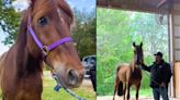 Bernard, la cruel historia del caballo explotado para jalar carruajes en NY y su nueva vida en un santuario