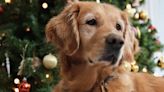 The Christmas present your dog likes best, according to scientists