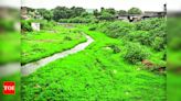 Growth along dirty nullahs provide cover to animals | Aurangabad News - Times of India