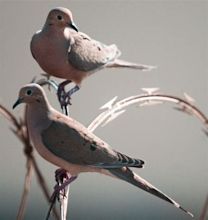 Two turtle doves | Birds | Pinterest