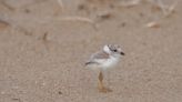 Second piping plover chick at Montrose Beach dies