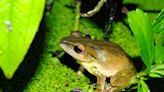 外來斑腿樹蛙繁殖力驚人！全台擴散 已造成原生種威脅 - 鏡週刊 Mirror Media