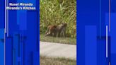 ‘Like ‘Jumanji:’' Video shows monkey running near Central Florida school